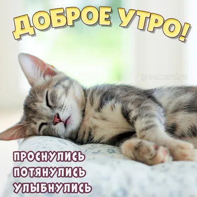 сдобрымутром #котики #утродоброе #красивоевидео | TikTok