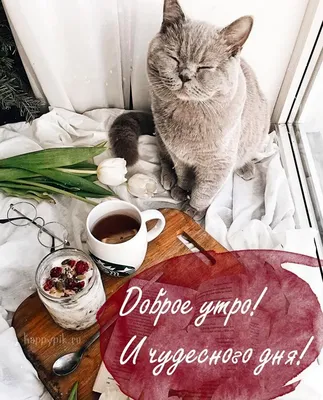 Открытки с добрым утром с котами: фото и картинки - snaply.ru