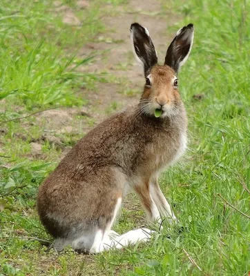 Благодаря человеку завоевали весь мир»: учёный-зоолог — о кроликах и  зайцах, их сходствах и различиях — РТ на русском