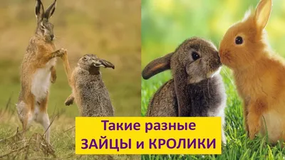 Скачать 540x960 Кролик, заяц, трава, солнечный свет обои, картинки Android  HTC Sensation 540x960 | Кролик, Детеныши животных, Заяц