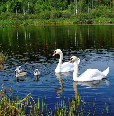 Лебеди на озере (59 фото) - 59 фото