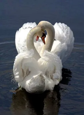 Зимнее Озеро С Лебедями — стоковые фотографии и другие картинки Лебедь -  Лебедь, Без людей, Белый - iStock