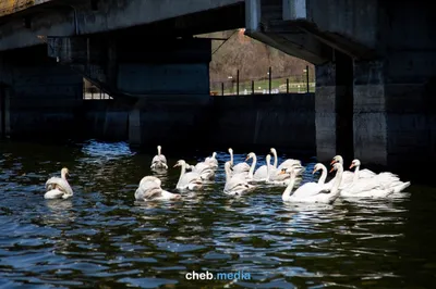 Красивое озеро с лебедями» — создано в Шедевруме