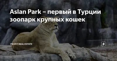 Aslan Park – первый в Турции зоопарк крупных кошек | Profit Real Estate -  Компания с Историей | Дзен