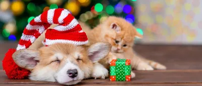Как обезопасить кошек и собак от стресса в новогодние и рождественские  праздники | Кот из Бочки | Дзен