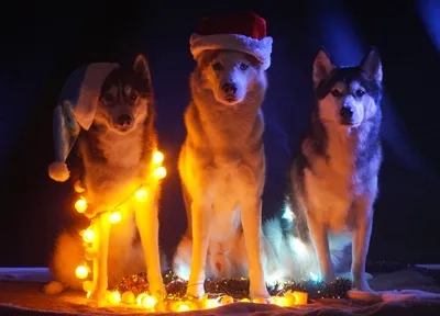 Для новогоднего настроения: забавные фото собак, которые уже приготовились  к праздникам - Pets