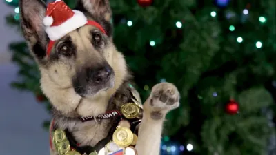 Чем опасны для собак новогодние украшения | Блог зоомагазина Zootovary.com