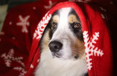 Стиль новогодние открытки с собакой в шляпе и конфетти рождества. Стоковое  Фото - изображение насчитывающей утеха, ангстрома: 204588672