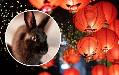 Год Кролика по китайскому календарю - когда наступит | РБК Украина