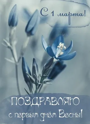 Очень красивые тюльпаны и поздравление с первым днем весны - Скачайте на  Davno.ru