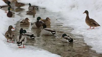Воронежцев попросили покормить птиц зимой