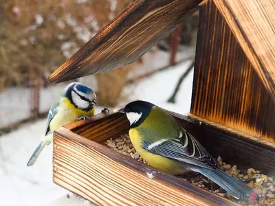 Если начали кормить птиц зимой, делайте это до последнего снега —  орнитологи / Статья