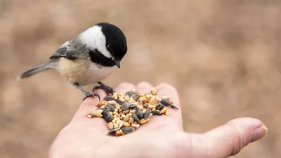Как кормить птиц зимой? Чем кормить птиц зимой?