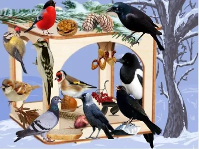 Птицы зимой картинки - 80 фото
