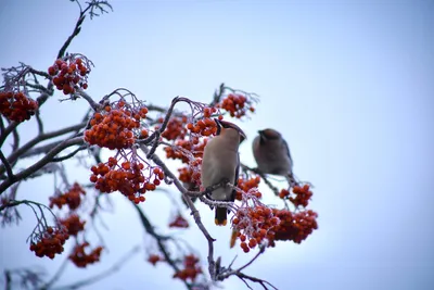 Птицы, которых можно увидеть зимой в Москве - Агентство городских новостей  «Москва» - информационное агентство