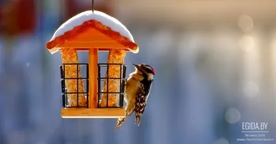 Рисунки птиц зимой для срисовки - 65 фото