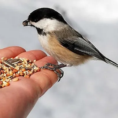Кладем в кормушки семечки, крупы»: в Татарстане стартовала акция «Покормите птиц  зимой!»