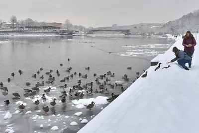 Как кормить птиц зимой? Только не хлебом! | 04.12.2023 | Приозерск -  БезФормата