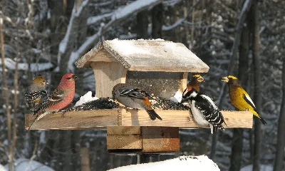 Экологическая акция \"Покорми птиц зимой\"