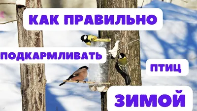 Наблюдения за птицами зимой (8 фото). Воспитателям детских садов, школьным  учителям и педагогам - Маам.ру