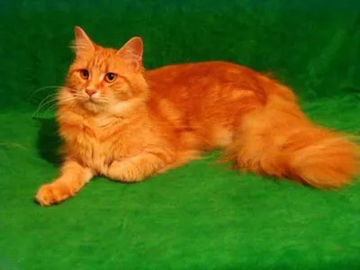 Фотографии коты рыжие Животные