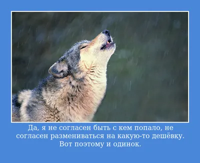 Цитаты про одинокого волка 🐺со смыслом, смешные