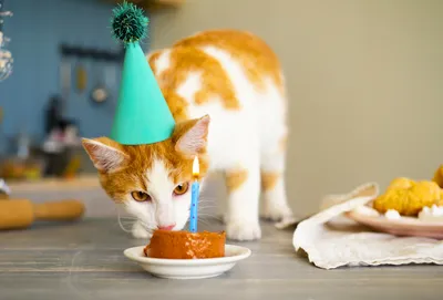 День кошек 2022 - дата, картинки, поздравления - Главред