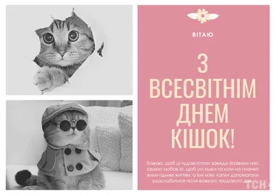 Команда нашего \"Домика\" поздравляет всех котолюбителей и самих пушистых со Всемирным  днем кошек! 🐈🎉🐈🎉🐈 Всемирный день кошек (World Cat… | Instagram