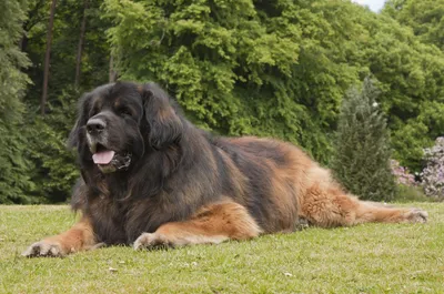 В США умерла самая большая собака в мире (10 фото) » Невседома