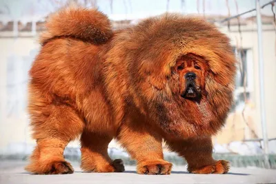 Самые большие собаки в мире, фото ТОП