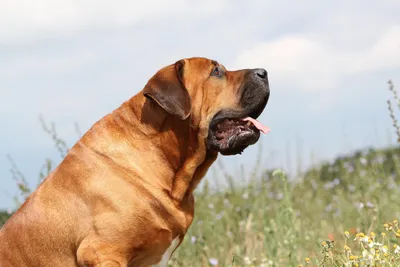 Пес Майор - вероятно самая большая собака в мире — Пона.рф