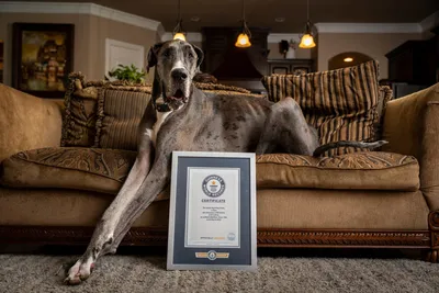 Самый большой в мире щенок | Пикабу