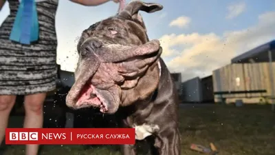 ТОП-10 самых сильных собак в мире