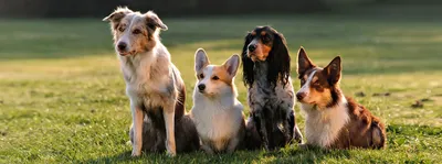 Самые смешные породы собак | Факты про животных | Дзен