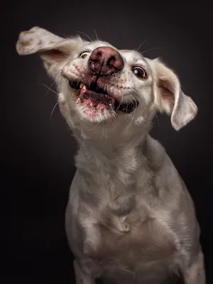 Смешные фото собак бультерьеров. Самые красивые собаки мира фото