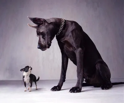 Самая большая собака в мире: Топ-10 самых больших собак мира | ВЕСТИ