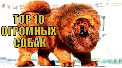 ТОП-5 самых больших собак ⠀ Ольга Журавлёва рассказала нам про 6 пород —  какая вам больше нравится? Видели этих красавцев в жизни? ⠀ 💬… | Instagram