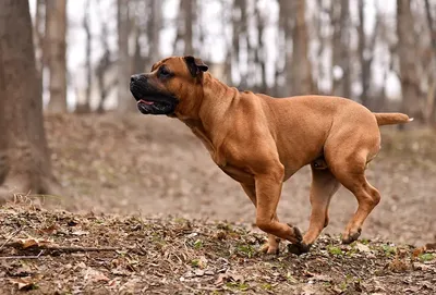 Большие породы собак и самый тяжелый пес в мире - Solyankanews.ru