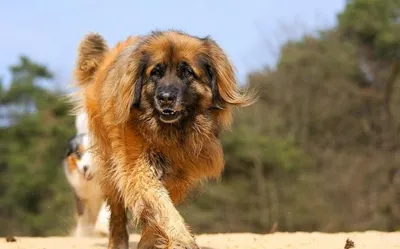 Топ 5 самых больших собак в мире | Пикабу