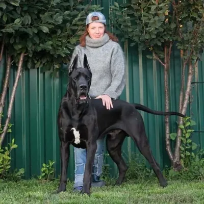 Аномальные размеры: фото самых больших собак в мире (приготовьтесь сильно  удивиться) — блог туриста ni-oca на Туристер.Ру