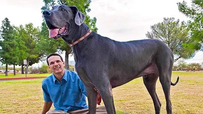 Эксперты назвали 10 самых больших пород собак в мире — Ferra.ru