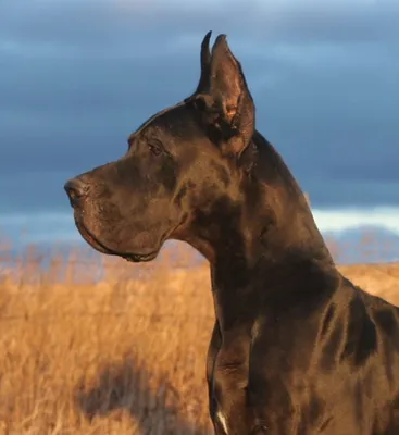 Эксперты назвали 10 самых больших пород собак в мире (фото)