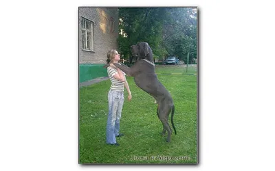 Немецкий дог: одна из самых больших пород собак в мире » uCrazy.ru -  Источник Хорошего Настроения