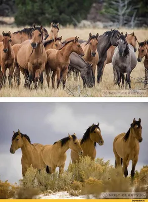 Картинки самых красивых лошадей в мире фотографии