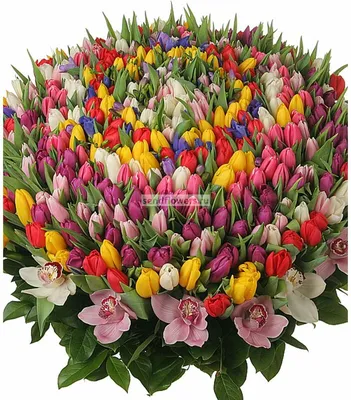 Весна Счастливой весны Цитата о весне, Весна, Срезанные цветы, Цветочный  дизайн, Поздравительная открытка, День Святого Валентина, Метр png |  Klipartz