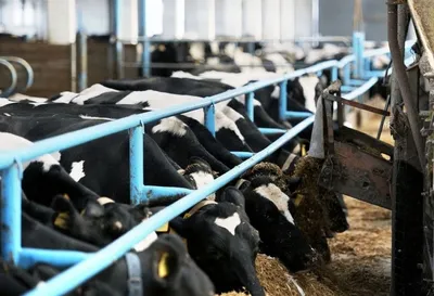 группа сельскохозяйственных животных на зеленом поле и голубом небе  Стоковое Фото - изображение насчитывающей корова, поголовье: 254597500