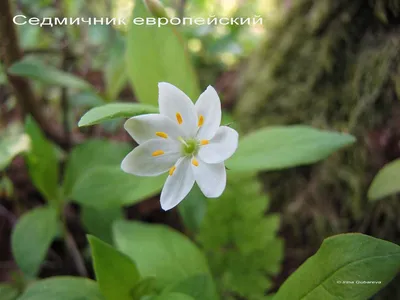 Семь волшебных лепестков \"Цветика-семицветика\" | Культурная История | Дзен