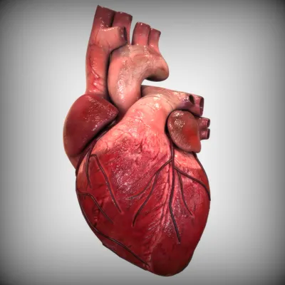 Картинки сердце человека (54 фото) » рисунки для срисовки на Газ-квас.ком