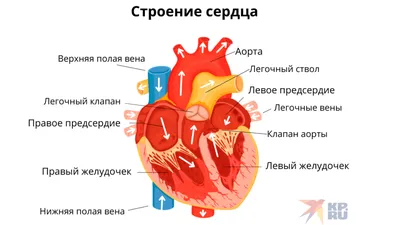Сердце человека. Жизненно важный орган. Stock Vector | Adobe Stock