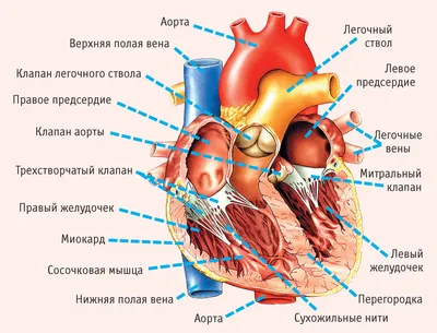 Легкий рисунок сердца человека - 65 фото